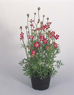 Anemone multifida Annabella Deep Rose 250 seeds