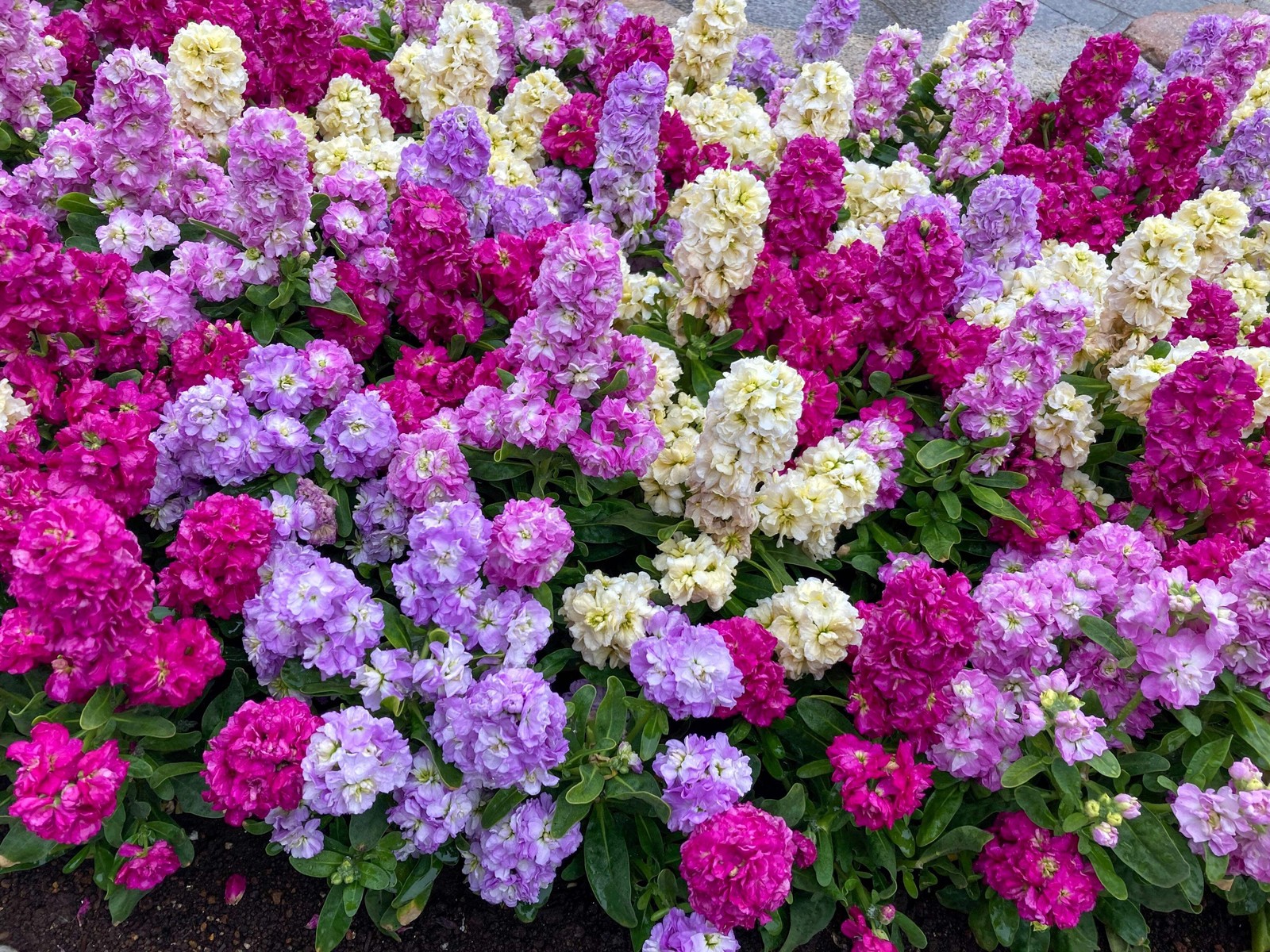 50 MIXED COLORS STOCK Matthiola Incana Ten-Week Gillyflower Blue White Pink Red