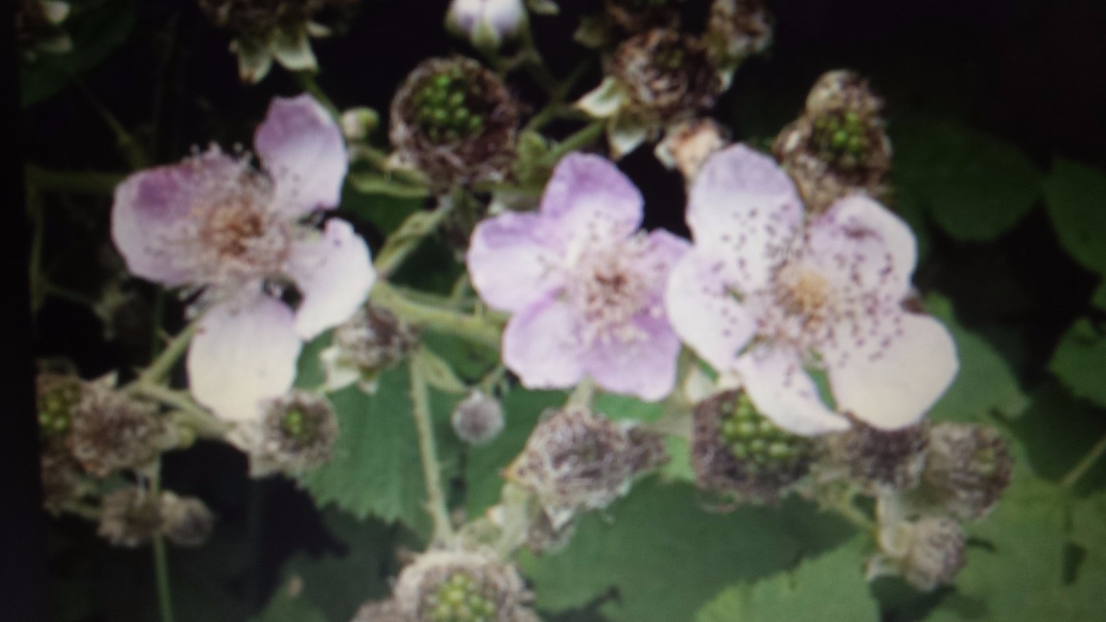  Blackberry vines. Delicious edible fruit for Jam, Syrup, or By handful. Spreads