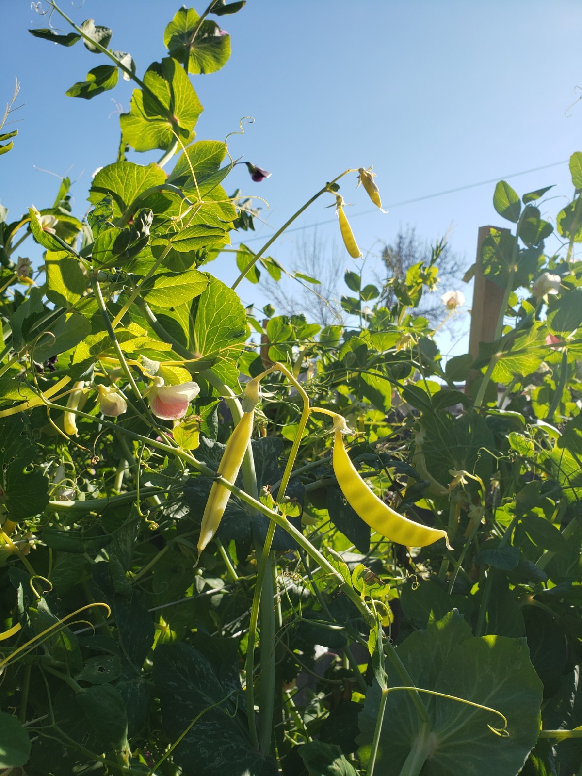 Golden Laikaum purple seeded yellow snap pea seeds Non-GMO, 40 Seeds