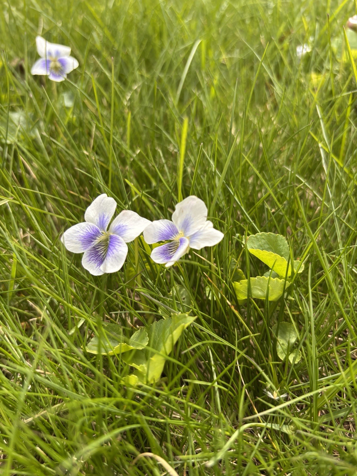 20+ Live White Hardy Violet Viola Plants~Perennial Bare Root Starter~CT Garden
