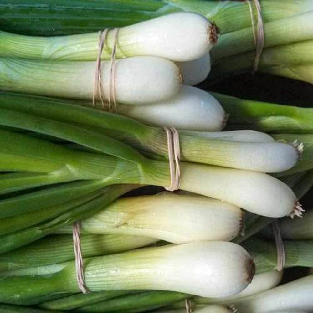 Onion Seeds, Tokyo Long White Bunching Onion Seeds, “COOL BEANS N SPROUTS” Brand
