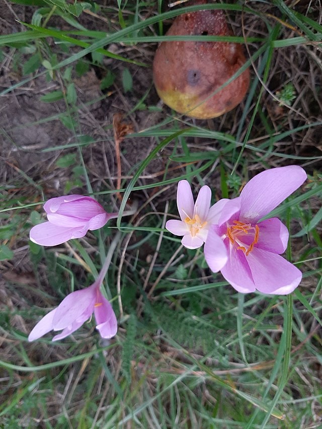 Colchicum autumnale | Autumn Crocus | 20 Seeds