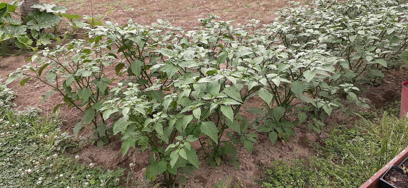 [FREE SHIPPING] 100+ Fresh Premium Hierba Mora Macuy (Nightshade) Seeds