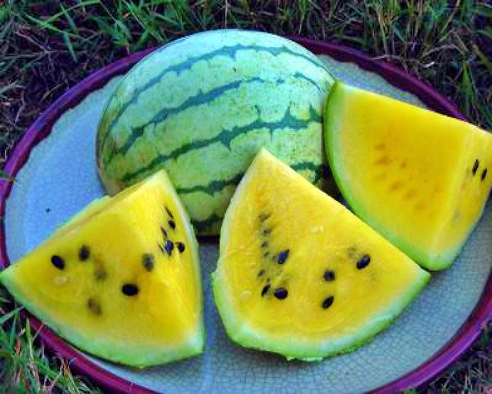 Saskatchewan Watermelon Seeds – Rare Northern Variety with Sweet Creamy Flesh