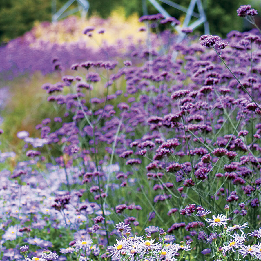 VERBENA bonariensis PURPLETOP VERVAIN Tender Perennial Purple Non-GMO 500 Seeds!