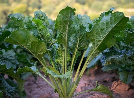 Seven Top Turnip Seeds, Southern Turnip Greens, NON-GMO, FREE SHIPPING