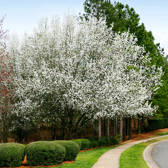 EUROPEAN PEAR TREE SEEDS (Pyrus Communis) Fast Hardy Fruit Flower Garden Plant