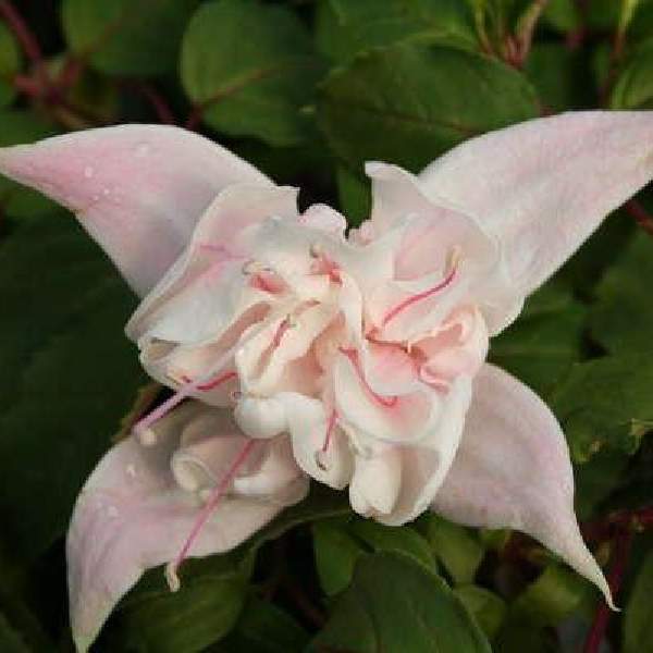 Fuchsia Live Plant, Well-Rooted Plug, Healthy Starter Plants For SALE