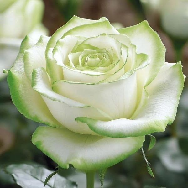 290+ Mixed Color Rose Seeds for Planting – Heirloom Non-GMO Perennial Rosa Flowe