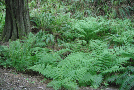 3 Lady Fern Athyrium filix-femina Wildflower garden Dormant Bare root crown