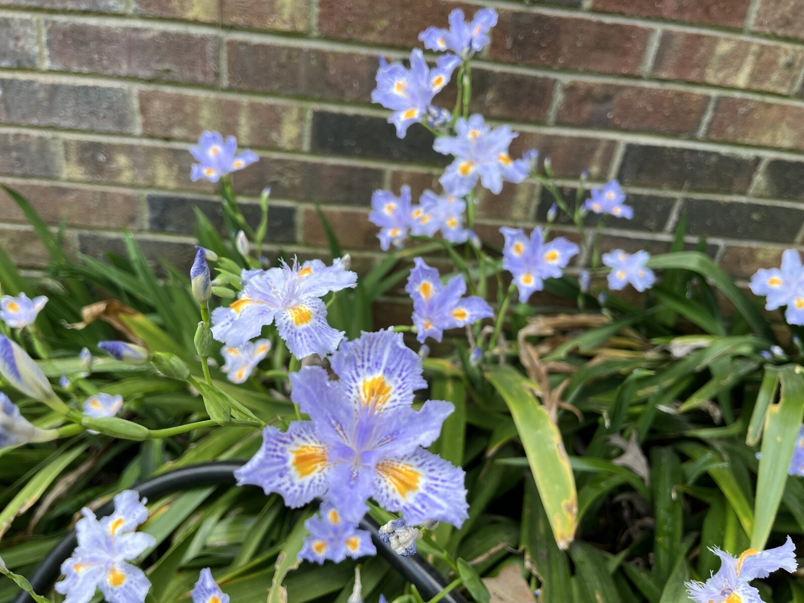 Heirloom Iris Purple, Walking Iris, 4 Plants + Free Shipping