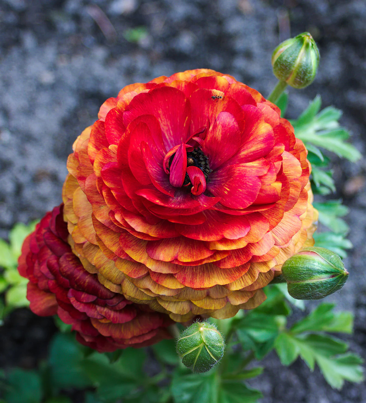 Cafe Ranunculus – 10 bulbs