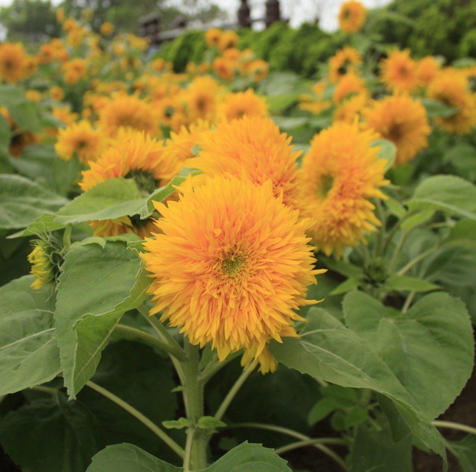 1000 Teddy Bear Sunflower Seeds Dwarf Sungold Compact Non-GMO Ornamental Flower