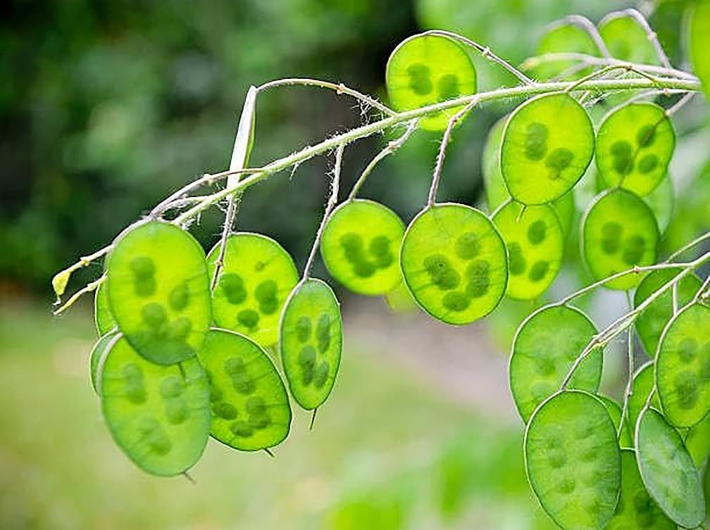 150 Seeds of Lunaria Money Plant – Attractive, Non-GMO & Pollinator Friendly