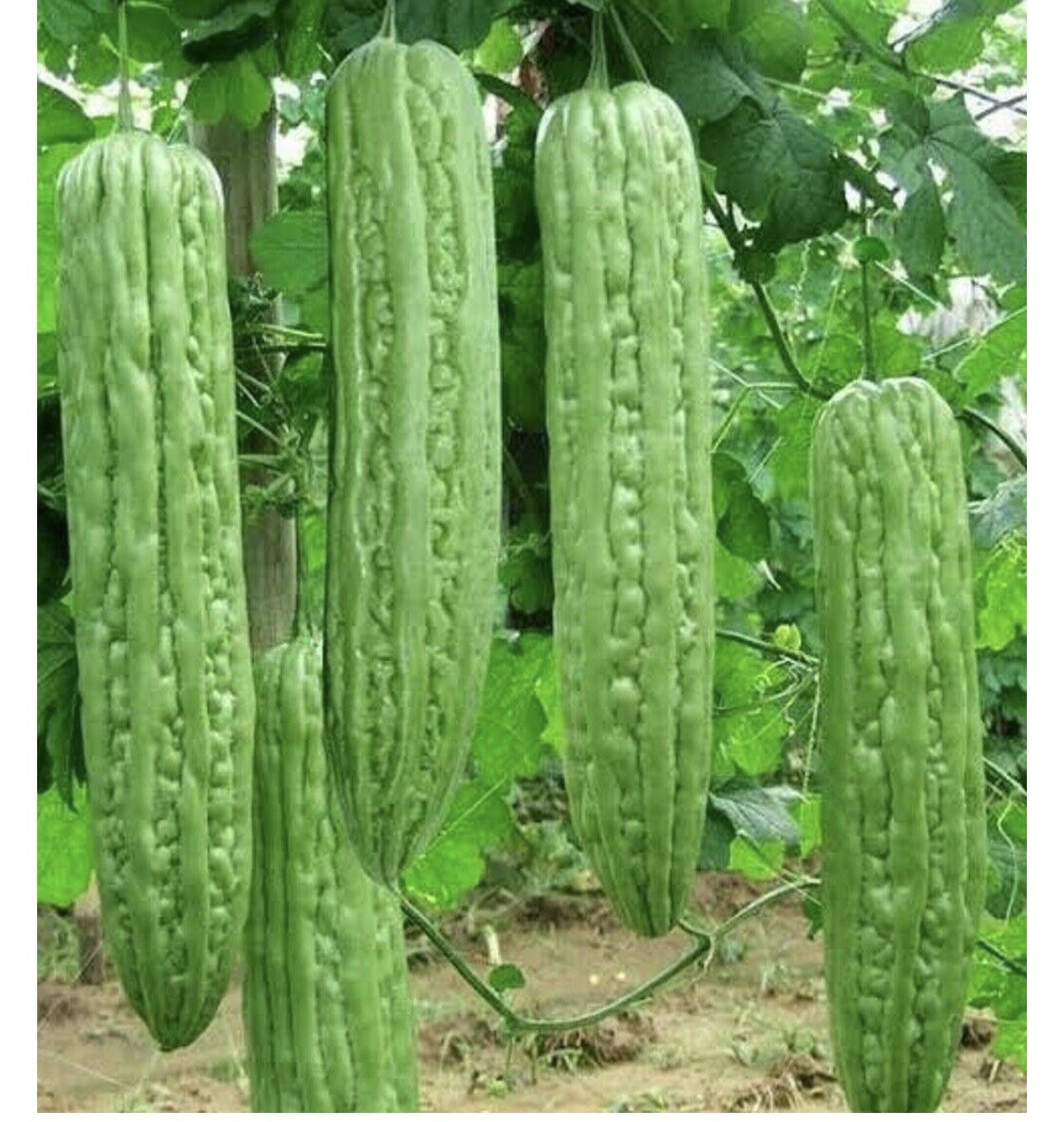 10-Organic Bitter Melon Bitter Gourd Seeds| Fresh 2025