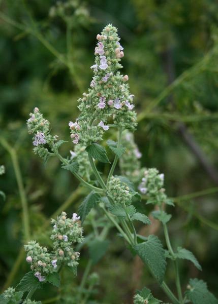 Nepeta cataria | Catnip | Catmint | Catswort | 50 Seeds