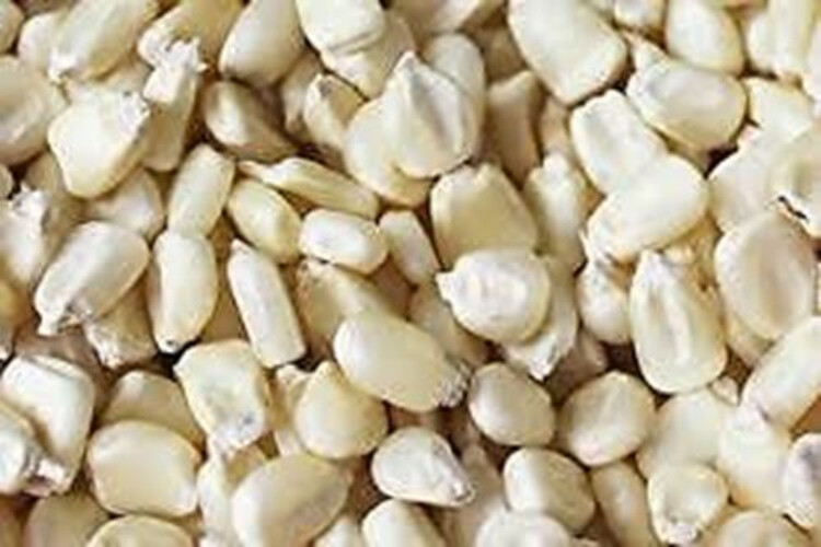 Truckers Favorite White Corn , 1 Pound Pack, Heirloom, USDA Certified NON GMO