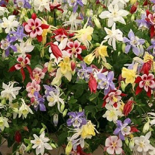 1,000 – 5,000 Heirloom Mixed Colors Dwarf Columbine Seeds Perennial Aquilegia
