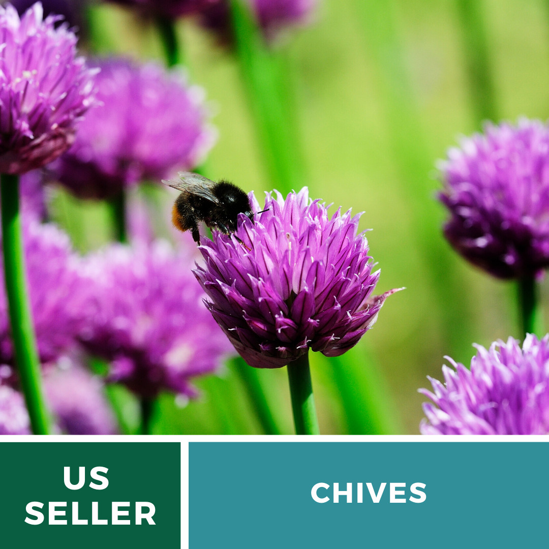 Chives – 100 Seeds – Culinary & Medicinal Herb – Heirloom – NonGMO