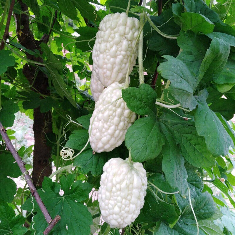 20 Seeds Very RARE WHITE APPLE BITTERMELON F1 Seeds from Known You