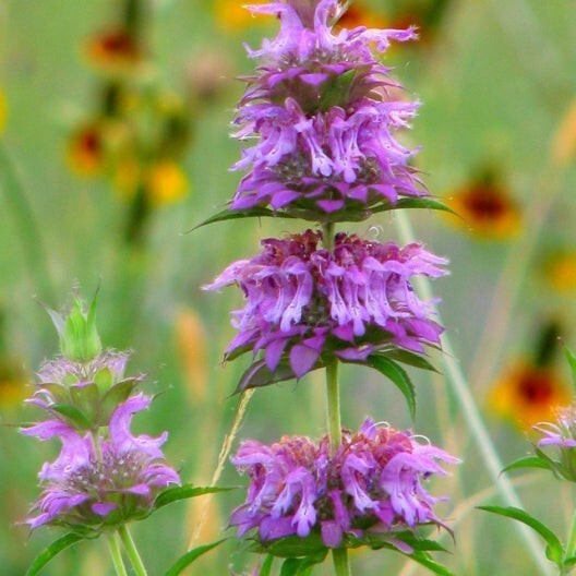Lemon Mint Monarda (Monarda citriodora) Seed, organic