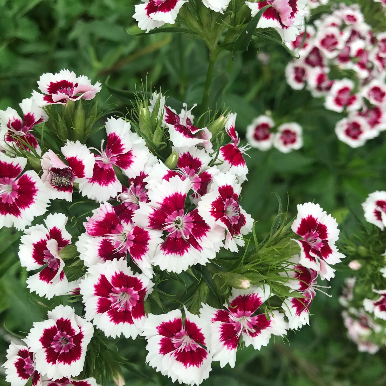 Sweet Williams Seeds 50ct,Red&Pink,Long Lasting,Deer Resistant,Biennial