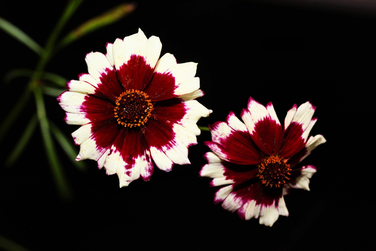 30 INCREDIBLE SWIRL COREOPSIS White & Burgundy Red Tickseed Flower Seeds