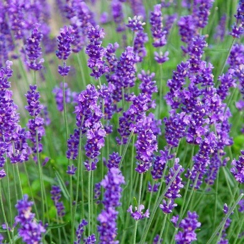5,000 Heirloom Perennial English Vera Lavender Seeds Beautiful Fragrant NonGMO