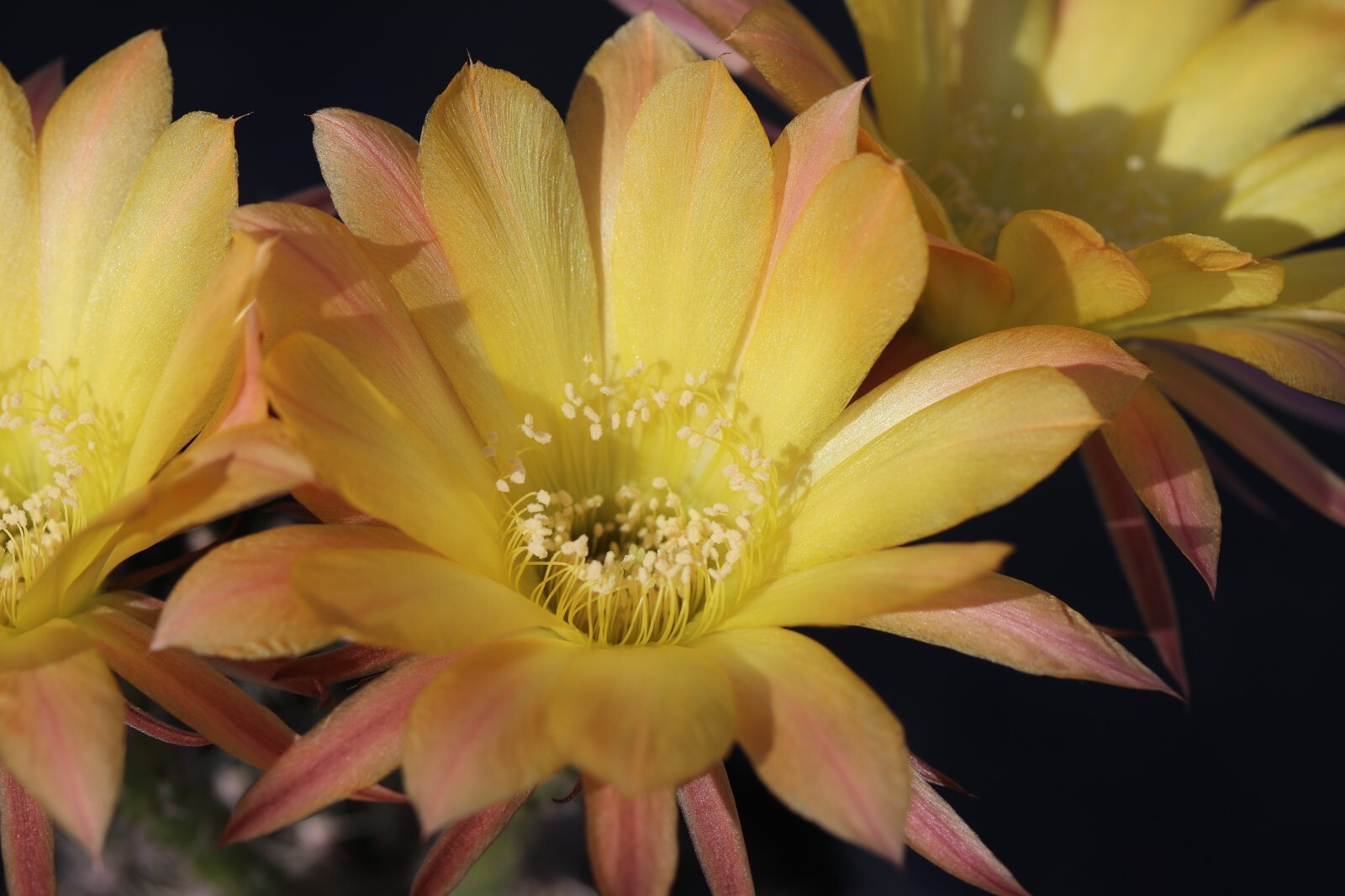 Echinopsis hybrid ‘Pooka’