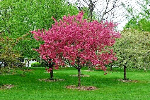French Wild Apple | Premium Seeds | Malus sylvestris ‘Fruit’ | Plants’®