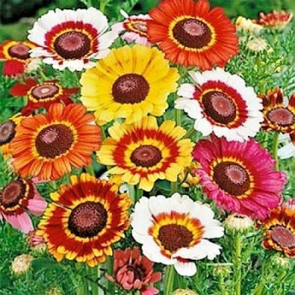 201+CHRYSANTHEMUM Painted Daisy Mix Seeds White Purple Red Yellow Patio/Garden