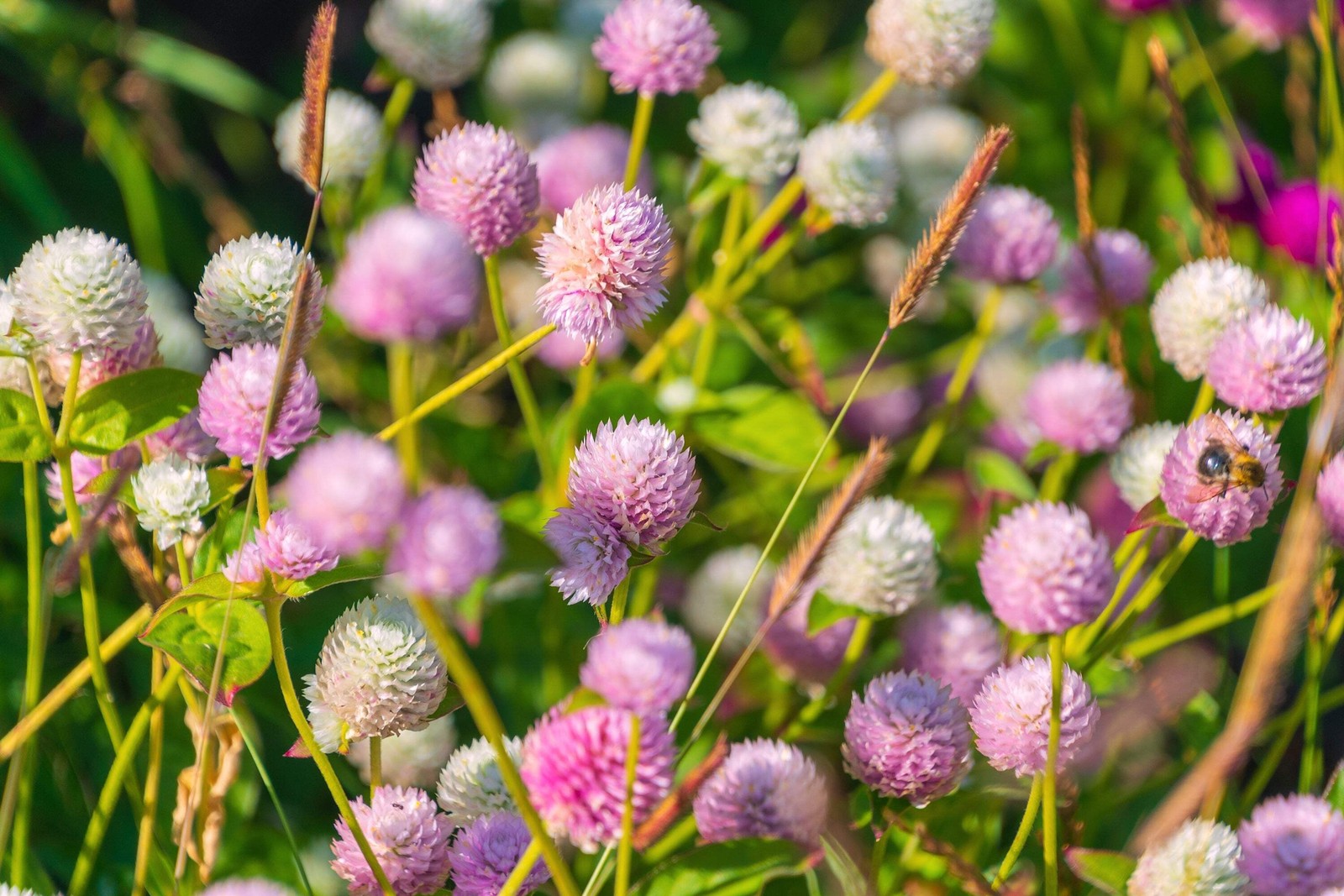 50 GLOBE AMARANTH MIX Gomphrena Globosa Mixed Colors Amaranthus Flower Seeds