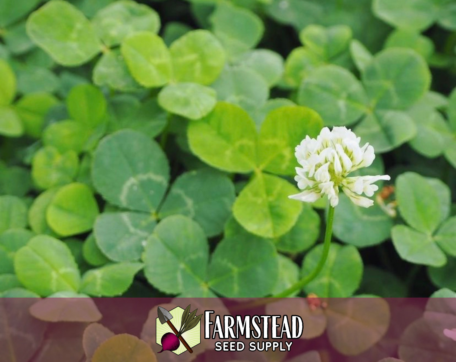 14,100+ New Zealand White Dutch Clover Seeds | Pollinator Flower Gardening