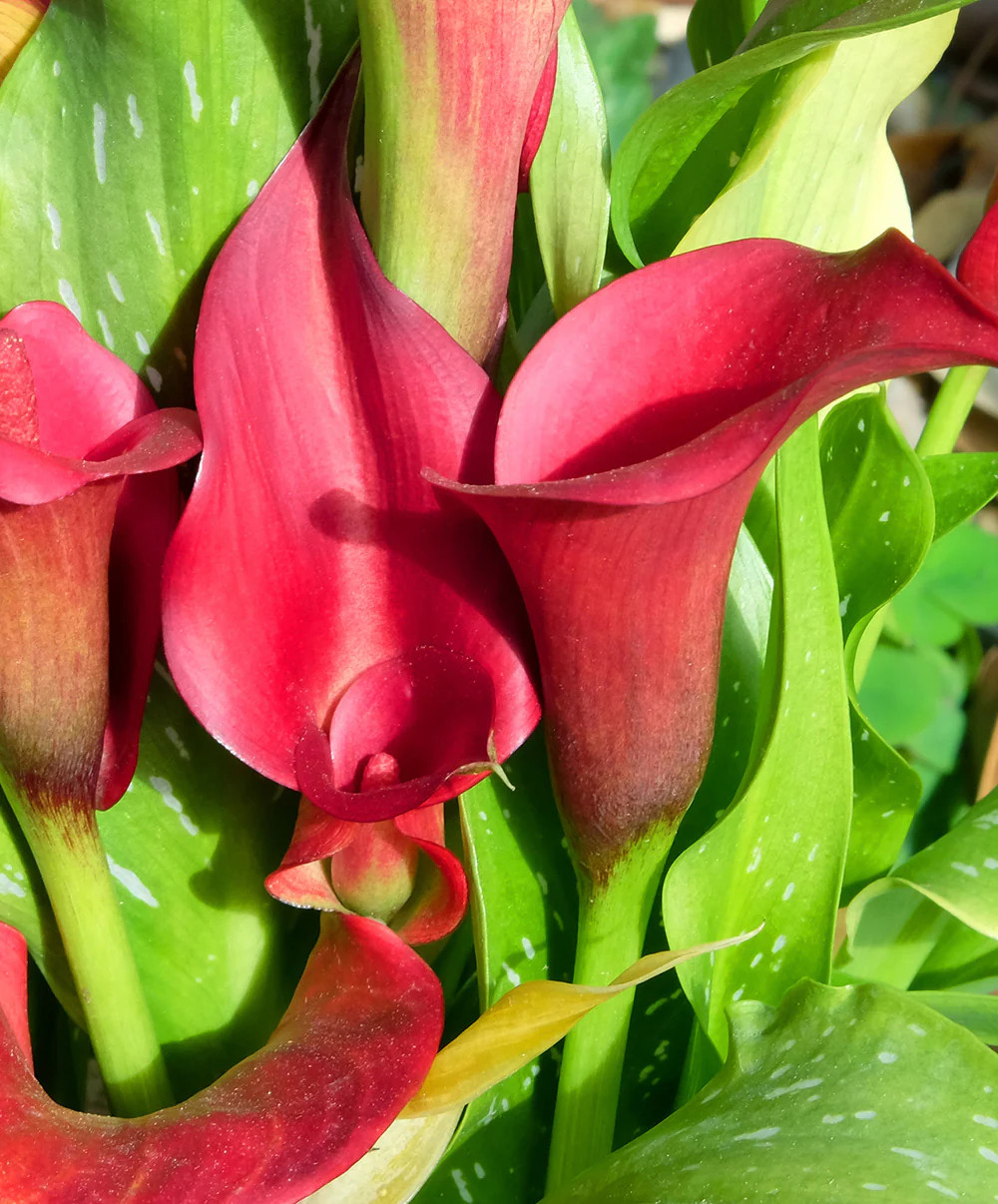 Red Alert Calla Lily – 3 tubers