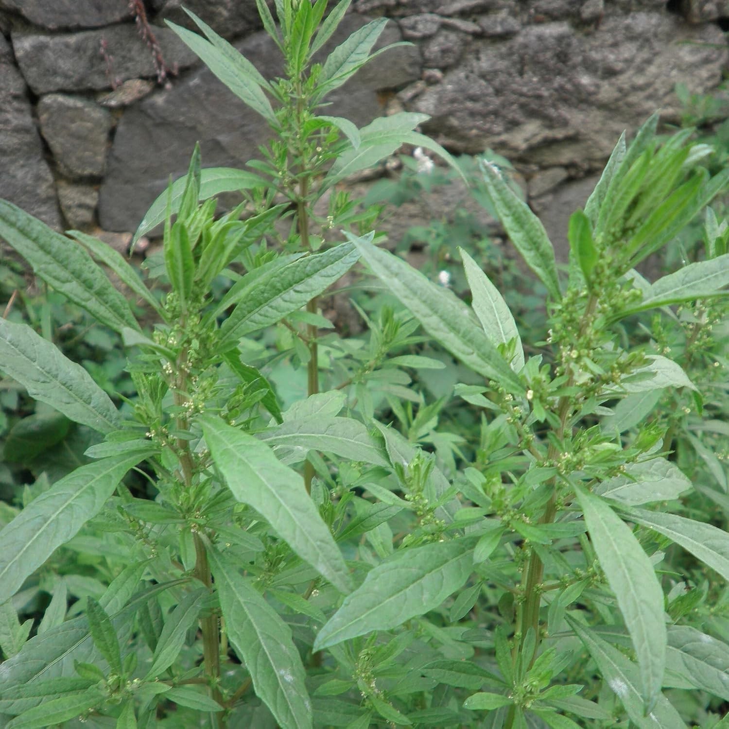 Culinary Herb Seeds: 100 Count Epazote Dysphania Ambrosioides for Unique Flavor