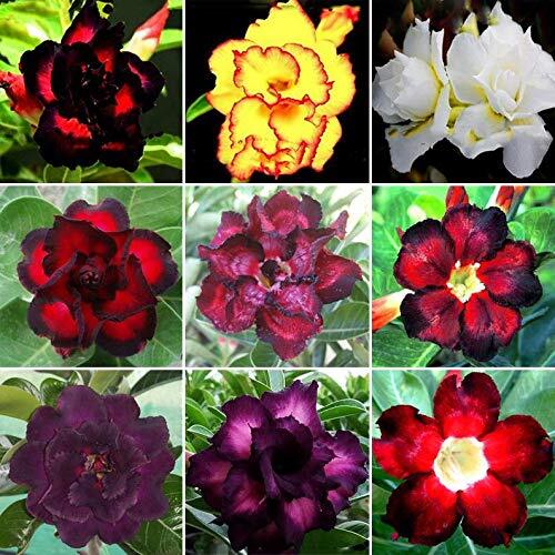 100 Mixed Color Desert Rose Seeds to Grow | 100 Seeds | Adenium Obesum Seeds to