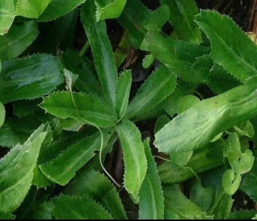 200+ SEEDS Culantro Seeds, Mexican Coriander CULANTRO RECAO Buy2get1free(add2)