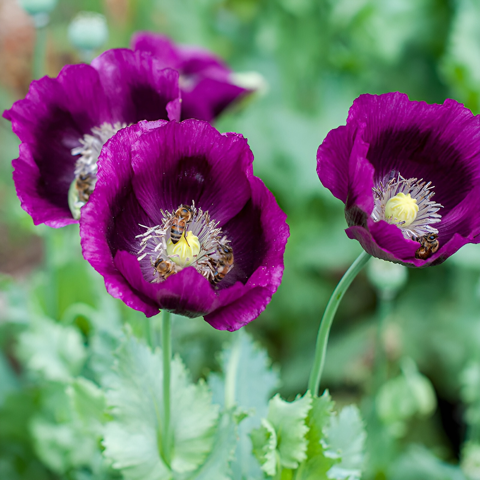 1,000 Springer Grape Poppy Seeds – P. Somniferum – Giant Blooms- Dark Purple!
