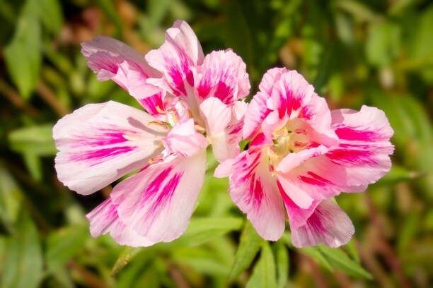 300 FAREWELL TO SPRING SEEDS | SALE FREE SHIPPING NON GMO HEIRLOOM