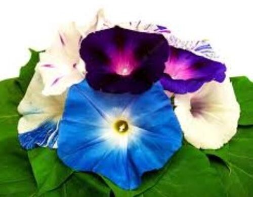 10 Morning GLORY Multi Color Flower Seeds Ascends up Trellis Fragrant Flower