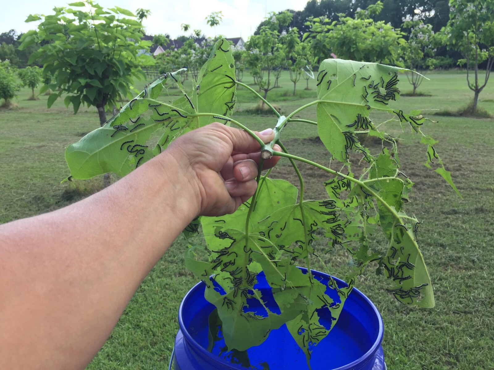 Catalpa, Southern Catalpa Tree Seeds, (For Raising Catalpa Worms) Catfish Candy
