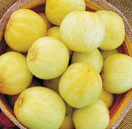 Lemon Cucumbers – Seeds – Organic – Non Gmo – Heirloom Seeds – Vegetable Seeds