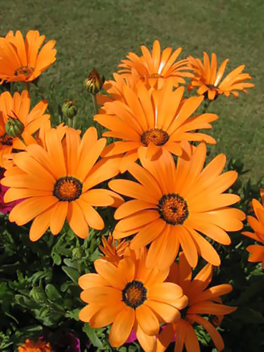 African Daisy Seeds BULK Heirloom Wildflower Osteospermum Cape Marigold Heat Sun