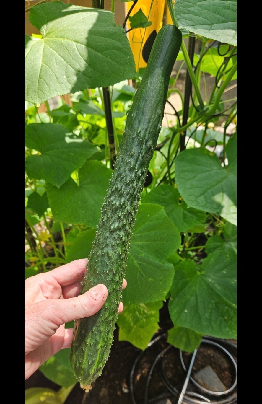 20 Fresh China Jade Burpless Cucumber Seeds, Parthenocarpic, Disease Resistance