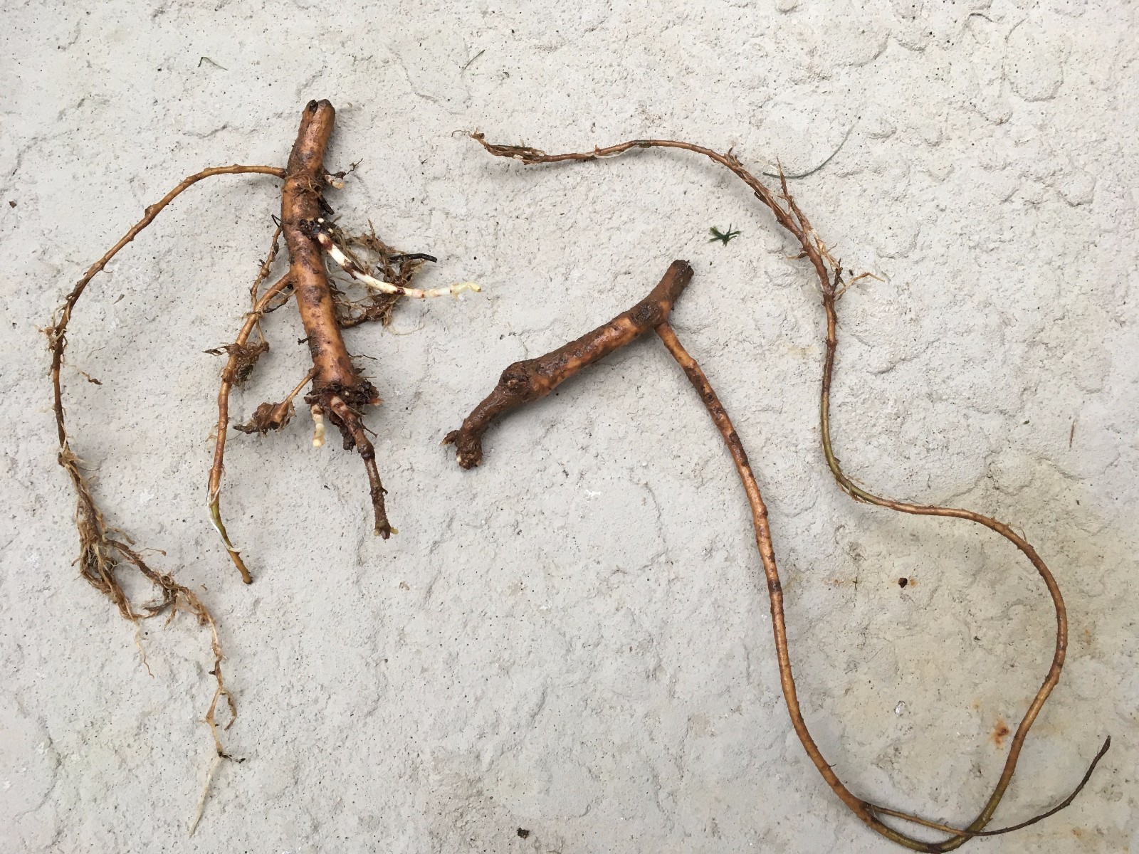 Start This Year’s Crop Today. 12 Organic Cascade Hop Rhizomes, $60.00