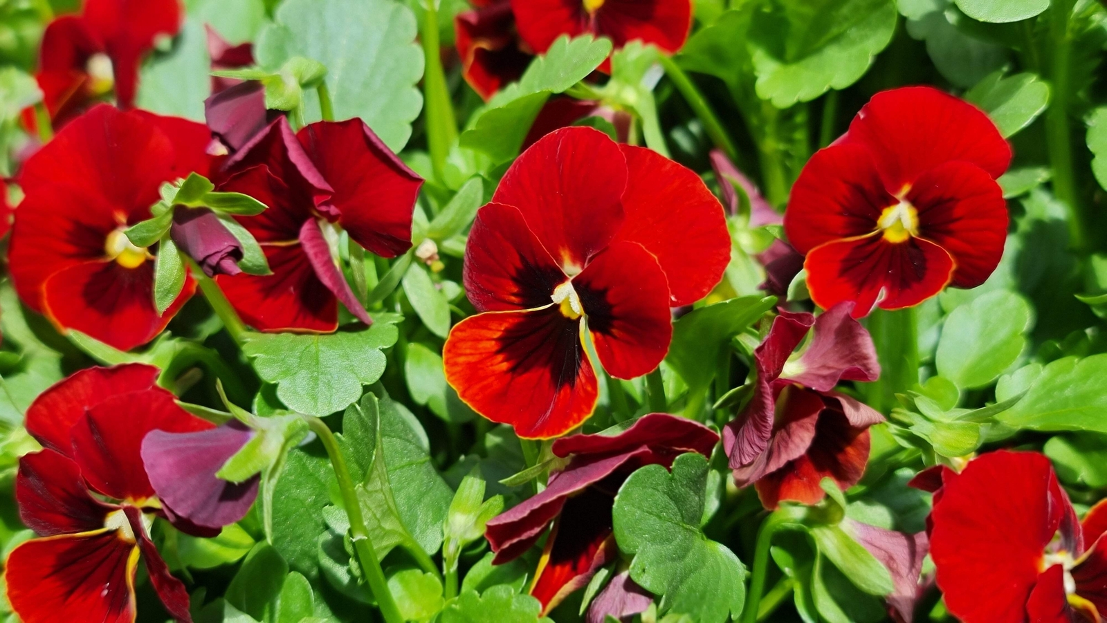50 RED & BROWN PANSY Swiss Giant Viola Wittrockiana Violet Flower Seeds *Flat SH