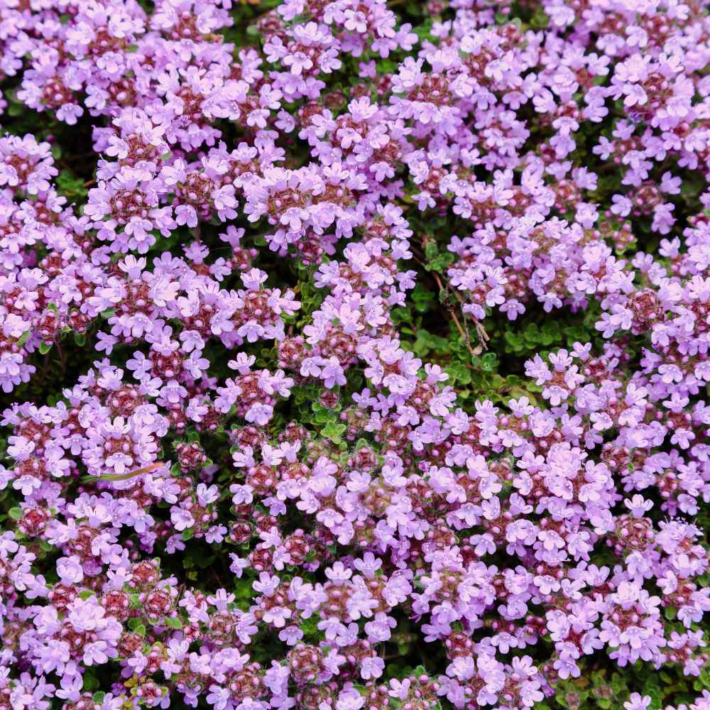 Creeping Thyme WILD Groundcover Perennial Purple Fragrant Bees Non-GMO 500 Seeds