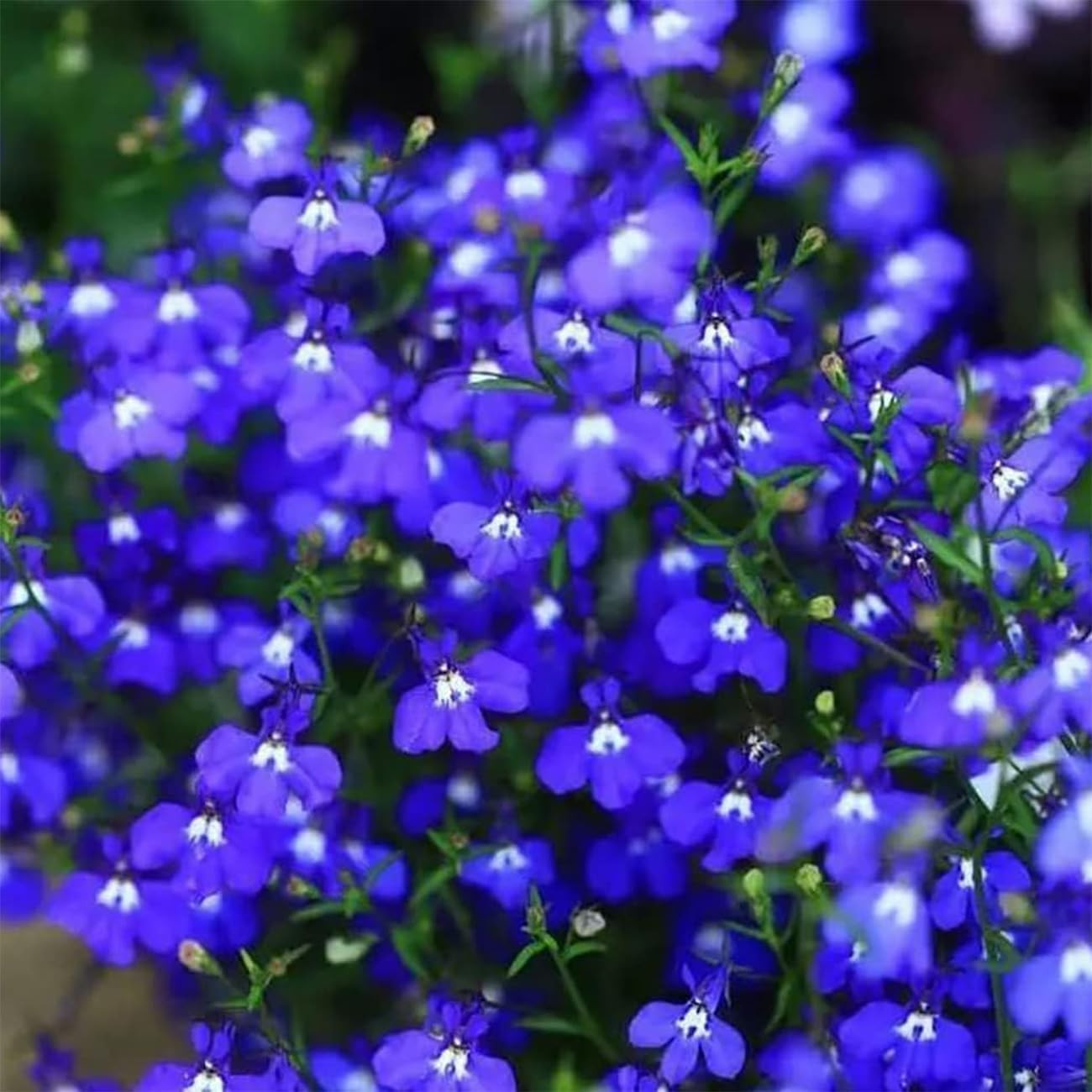20000+ Magic Blue Creeping Thyme for Planting Ground Cover Heirloom Flowers Pe