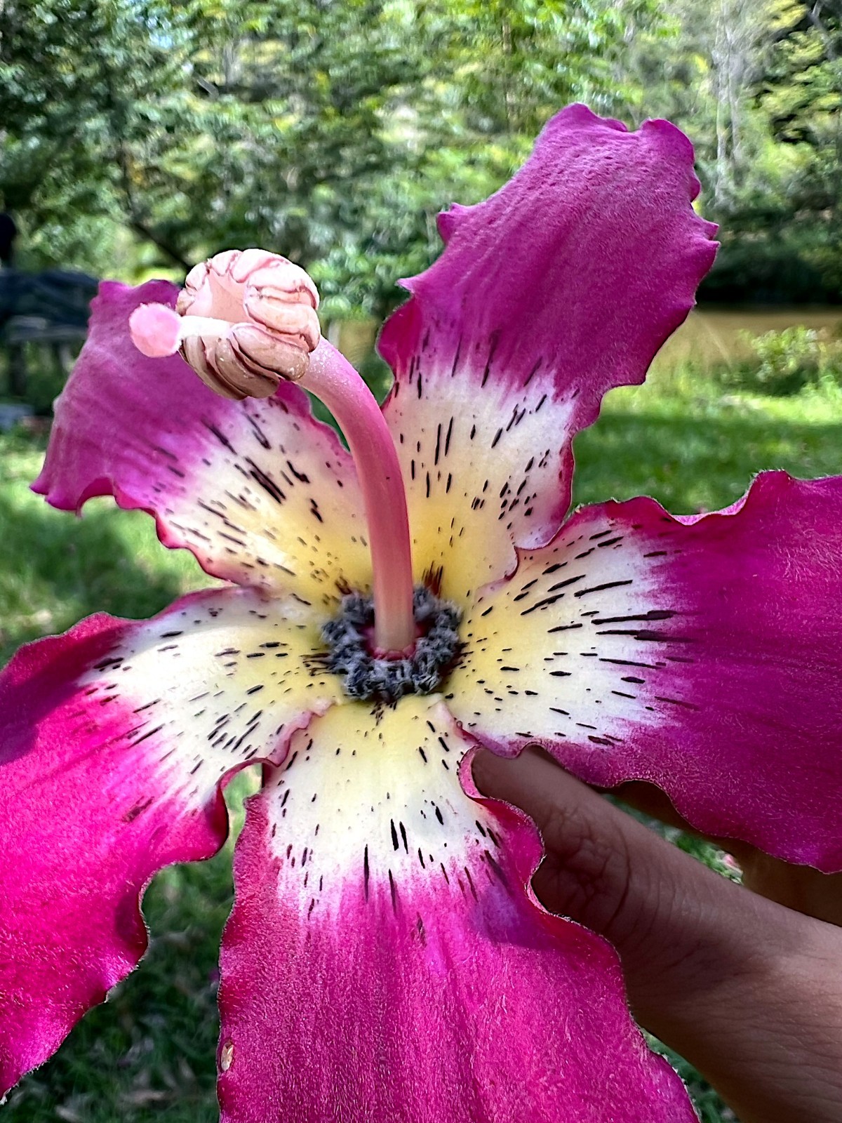 Silk Floss Tree Seeds (Ceiba speciosa) Rare Exotic Pink Flower Bottle Tree